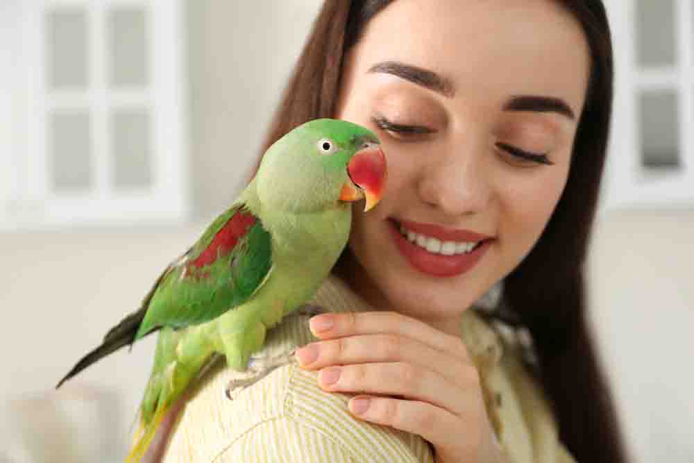 How to Move with Pet Birds?